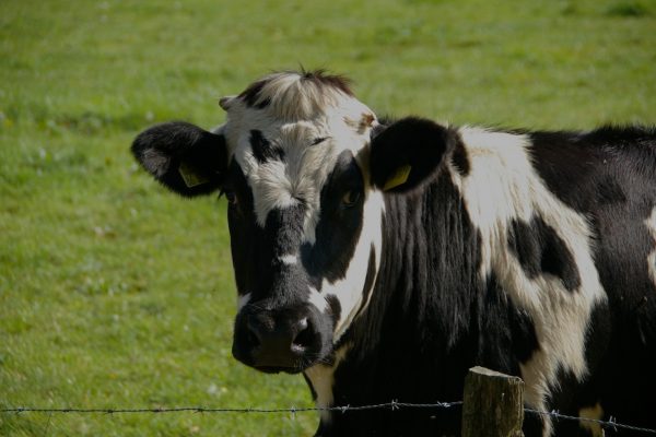 sacred-cows